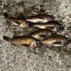 メバリング 好調